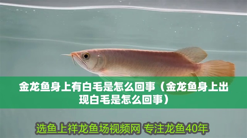 金龍魚身上有白毛是怎么回事（金龍魚身上出現白毛是怎么回事）