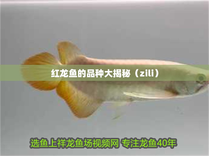 紅龍魚的品種大揭秘（zili）