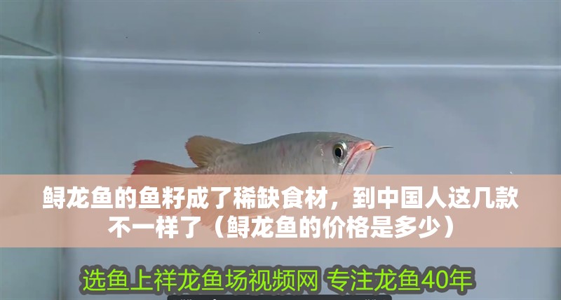 鱘龍魚的魚籽成了稀缺食材，到中國人這幾款不一樣了（鱘龍魚的價格是多少）