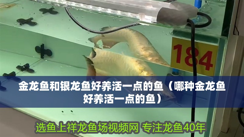 金龍魚和銀龍魚好養活一點的魚（哪種金龍魚好養活一點的魚）