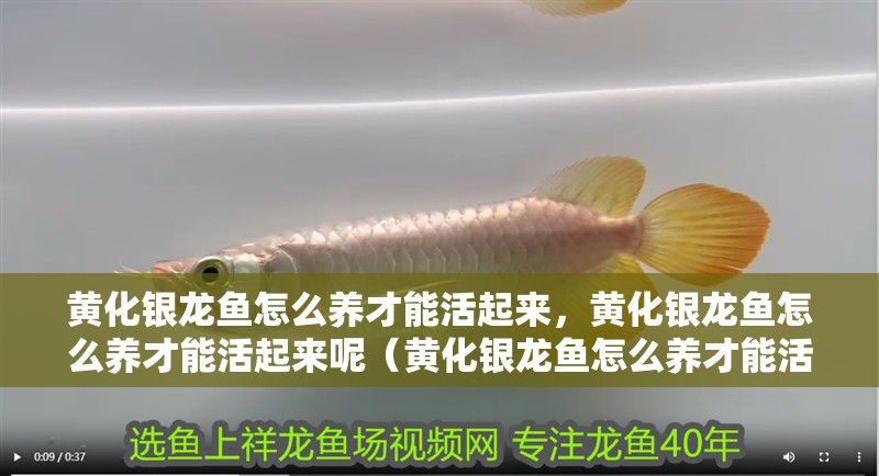 黃化銀龍魚怎么養才能活起來，黃化銀龍魚怎么養才能活起來呢（黃化銀龍魚怎么養才能活起來）