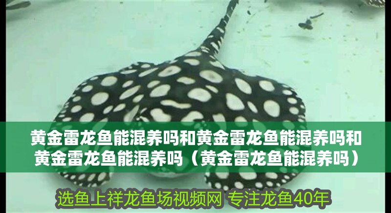 黃金雷龍魚能混養(yǎng)嗎和黃金雷龍魚能混養(yǎng)嗎和黃金雷龍魚能混養(yǎng)嗎（黃金雷龍魚能混養(yǎng)嗎）