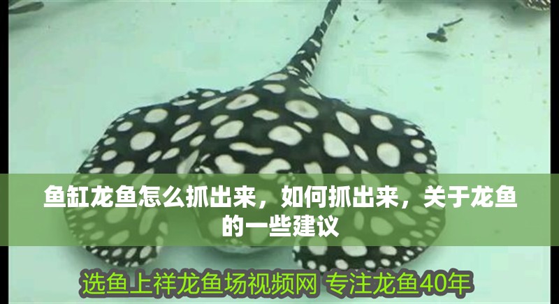 魚缸龍魚怎么抓出來，如何抓出來，關于龍魚的一些建議