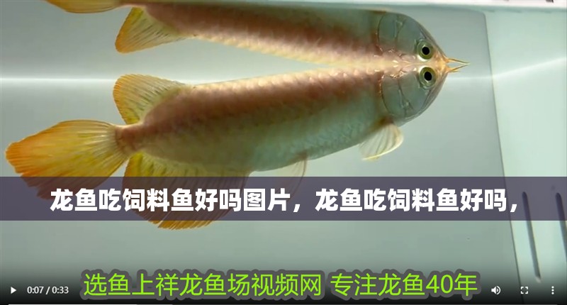 龍魚吃飼料魚好嗎圖片，龍魚吃飼料魚好嗎，