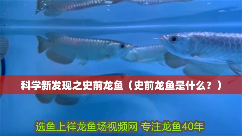 科學新發現之史前龍魚（史前龍魚是什么？）