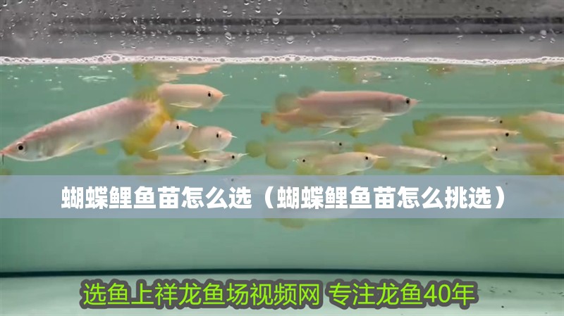蝴蝶鯉魚苗怎么選（蝴蝶鯉魚苗怎么挑選）
