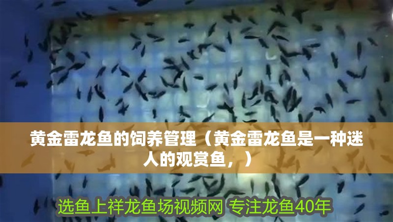 黃金雷龍魚的飼養管理（黃金雷龍魚是一種迷人的觀賞魚，）