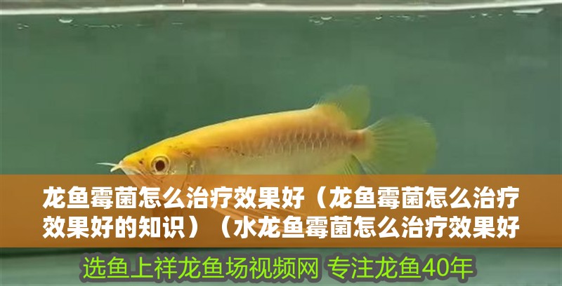 龍魚霉菌怎么治療效果好（龍魚霉菌怎么治療效果好的知識）（水龍魚霉菌怎么治療效果好）