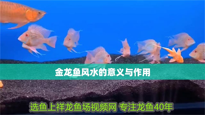 金龍魚風水的意義與作用