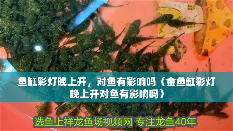 魚缸彩燈晚上開，對魚有影響嗎（金魚缸彩燈晚上開對魚有影響嗎）