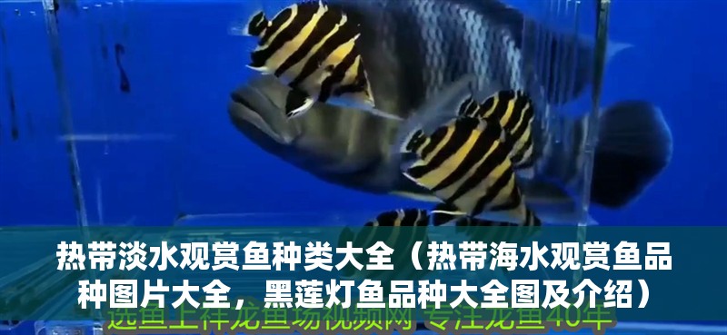 熱帶淡水觀賞魚種類大全（熱帶海水觀賞魚品種圖片大全，黑蓮燈魚品種大全圖及介紹）