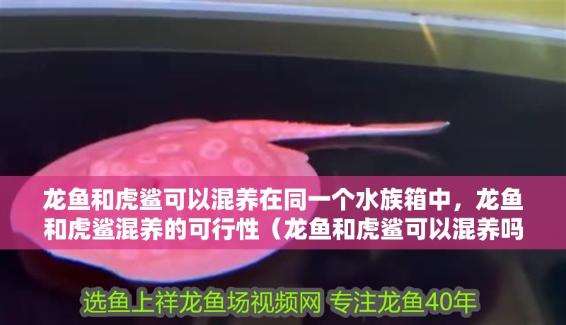 龍魚和虎鯊可以混養在同一個水族箱中，龍魚和虎鯊混養的可行性（龍魚和虎鯊可以混養嗎）