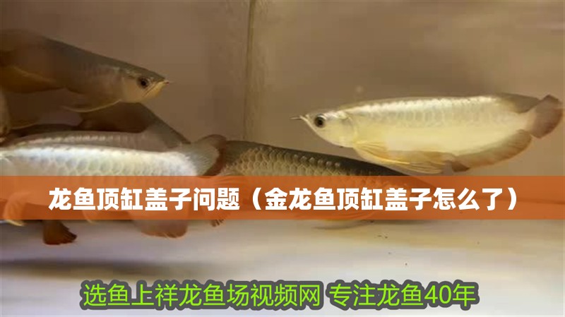 龍魚頂缸蓋子問題（金龍魚頂缸蓋子怎么了）