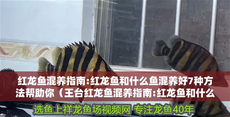 紅龍魚混養(yǎng)指南:紅龍魚和什么魚混養(yǎng)好7種方法幫助你（王臺紅龍魚混養(yǎng)指南:紅龍魚和什么魚混養(yǎng)好7種方法幫你）