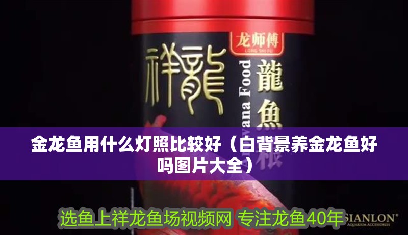 金龍魚用什么燈照比較好（白背景養(yǎng)金龍魚好嗎圖片大全）