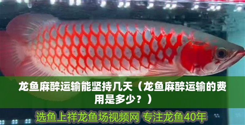 龍魚麻醉運(yùn)輸能堅持幾天（龍魚麻醉運(yùn)輸?shù)馁M(fèi)用是多少？）