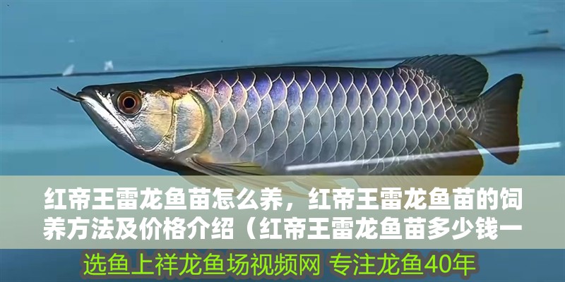 紅帝王雷龍魚(yú)苗怎么養(yǎng)，紅帝王雷龍魚(yú)苗的飼養(yǎng)方法及價(jià)格介紹（紅帝王雷龍魚(yú)苗多少錢一只）
