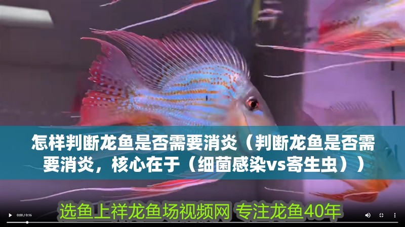 怎樣判斷龍魚是否需要消炎（判斷龍魚是否需要消炎，核心在于（細菌感染vs寄生蟲））