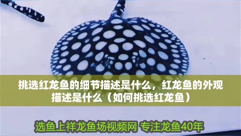 挑選紅龍魚的細節描述是什么，紅龍魚的外觀描述是什么（如何挑選紅龍魚）