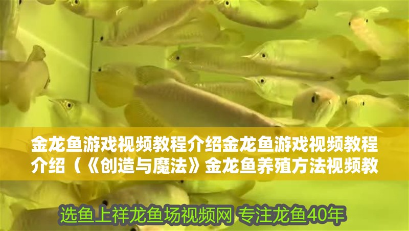 金龍魚游戲視頻教程介紹金龍魚游戲視頻教程介紹（《創造與魔法》金龍魚養殖方法視頻教程）