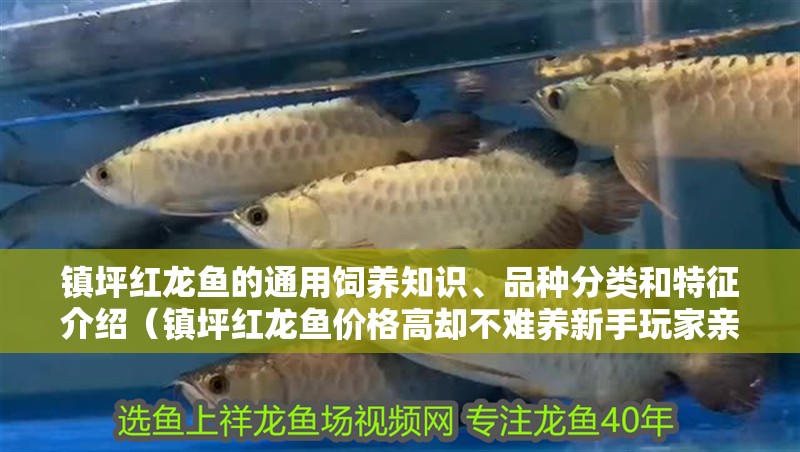 鎮坪紅龍魚的通用飼養知識、品種分類和特征介紹（鎮坪紅龍魚價格高卻不難養新手玩家親身總結鎮坪紅龍魚的通用信息）