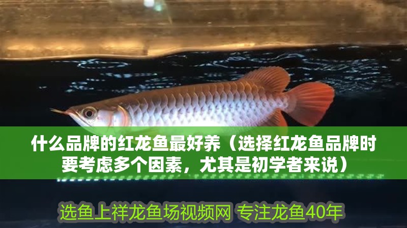 什么品牌的紅龍魚最好養（選擇紅龍魚品牌時要考慮多個因素，尤其是初學者來說）
