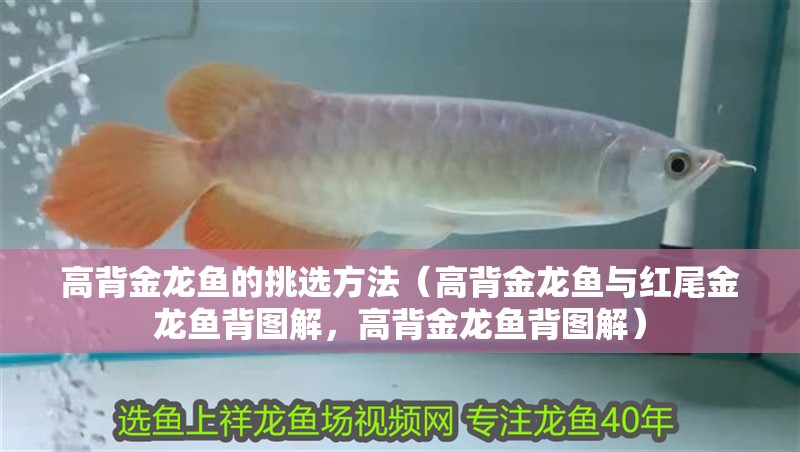 高背金龍魚的挑選方法（高背金龍魚與紅尾金龍魚背圖解，高背金龍魚背圖解）