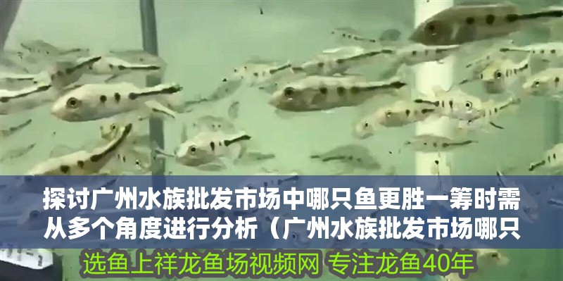 探討廣州水族批發(fā)市場中哪只魚更勝一籌時需從多個角度進行分析（廣州水族批發(fā)市場哪只魚更勝一籌）