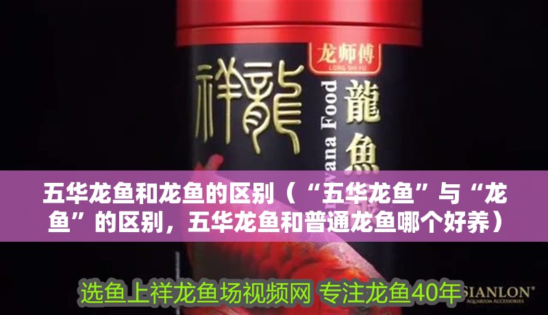 五華龍魚和龍魚的區別（“五華龍魚”與“龍魚”的區別，五華龍魚和普通龍魚哪個好養）