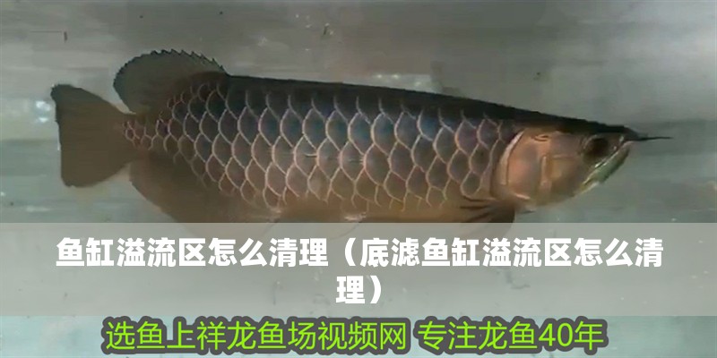 魚缸溢流區怎么清理（底濾魚缸溢流區怎么清理）