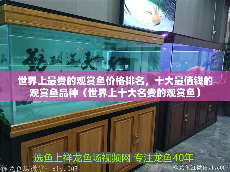 世界上最貴的觀賞魚價格排名，十大最值錢的觀賞魚品種（世界上十大名貴的觀賞魚） 世界上最貴的觀賞魚價格排名，十大最值錢的觀賞魚品種（世界上十大名貴的觀賞魚） 觀賞魚百科