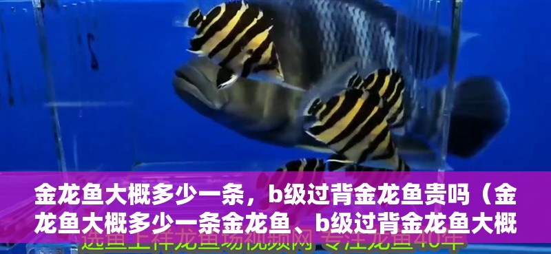 金龍魚大概多少一條，b級(jí)過背金龍魚貴嗎（金龍魚大概多少一條金龍魚、b級(jí)過背金龍魚大概多少一條）