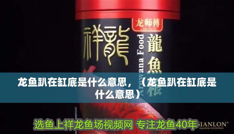 龍魚趴在缸底是什么意思，（龍魚趴在缸底是什么意思）