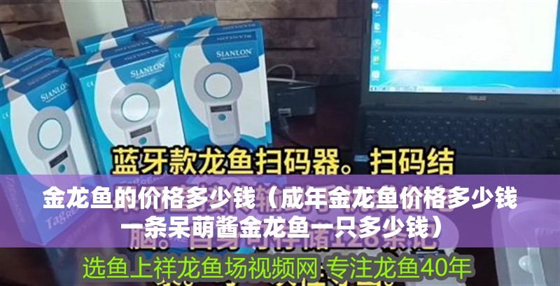 金龍魚的價格多少錢（成年金龍魚價格多少錢一條呆萌醬金龍魚一只多少錢）