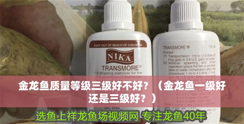 金龍魚質量等級三級好不好?(金龍魚一級好還是三級好?) 觀賞魚百科 第2張 金龍魚質量等級三級好不好?(金龍魚一級好還是三級好?) 金龍魚質量等級三級好不好?(金龍魚一級好還是三級好?) 觀賞魚百科 第2張