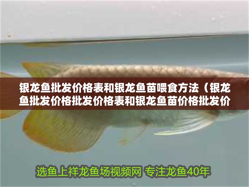 銀龍魚批發價格表和銀龍魚苗喂食方法（銀龍魚批發價格批發價格表和銀龍魚苗價格批發價格表）