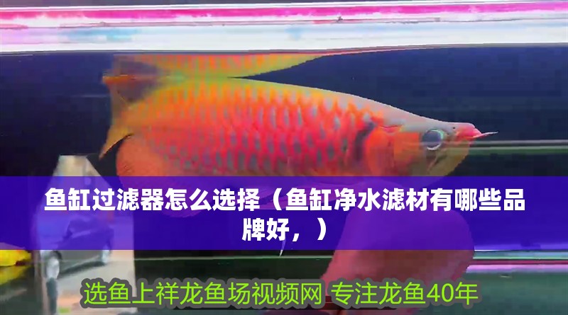 魚(yú)缸過(guò)濾器怎么選擇（魚(yú)缸凈水濾材有哪些品牌好，）