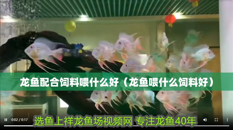 龍魚配合飼料喂什么好（龍魚喂什么飼料好）