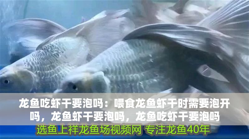 龍魚吃蝦干要泡嗎：喂食龍魚蝦干時(shí)需要泡開嗎，龍魚蝦干要泡嗎，龍魚吃蝦干要泡嗎
