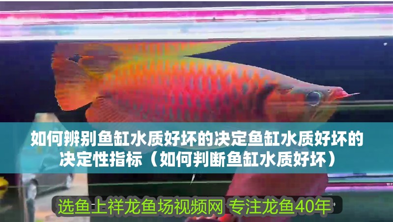 如何辨別魚缸水質好壞的決定魚缸水質好壞的決定性指標（如何判斷魚缸水質好壞）