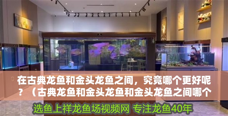 在古典龍魚和金頭龍魚之間，究竟哪個更好呢？（古典龍魚和金頭龍魚和金頭龍魚之間哪個更適合養(yǎng)殖）