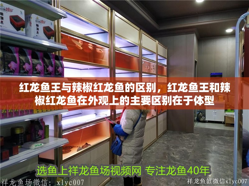 紅龍魚王與辣椒紅龍魚的區別，紅龍魚王和辣椒紅龍魚在外觀上的主要區別在于體型
