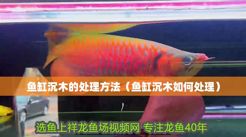 魚缸沉木的處理方法（魚缸沉木如何處理）