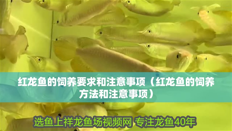 紅龍魚的飼養(yǎng)要求和注意事項(xiàng)（紅龍魚的飼養(yǎng)方法和注意事項(xiàng)）