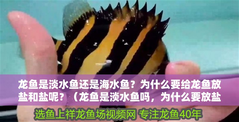 龍魚是淡水魚還是海水魚？為什么要給龍魚放鹽和鹽呢？（龍魚是淡水魚嗎，為什么要放鹽和鹽，）