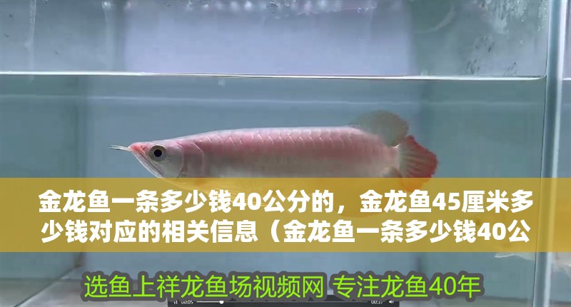 金龍魚(yú)一條多少錢(qián)40公分的，金龍魚(yú)45厘米多少錢(qián)對(duì)應(yīng)的相關(guān)信息（金龍魚(yú)一條多少錢(qián)40公分的）