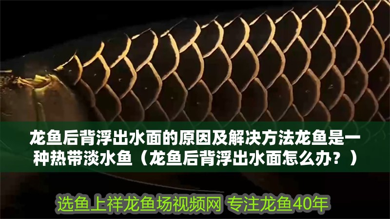 龍魚后背浮出水面的原因及解決方法龍魚是一種熱帶淡水魚（龍魚后背浮出水面怎么辦？）