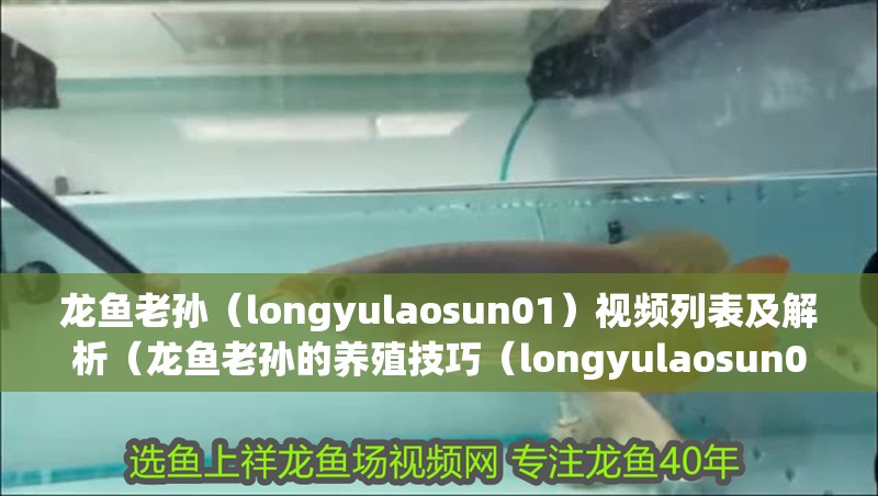 龍魚老孫（longyulaosun01）視頻列表及解析（龍魚老孫的養殖技巧（longyulaosun01））