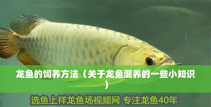 龍魚的飼養方法（關于龍魚混養的一些小知識）