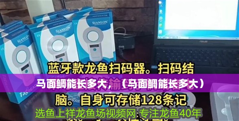 馬面鯛能長多大，（馬面鯛能長多大）